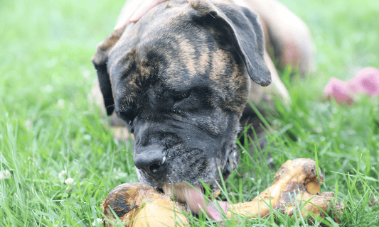 Are Big Beef Bones Good for Dogs? The Big Bone Tug-of-War - K9 Connoisseur