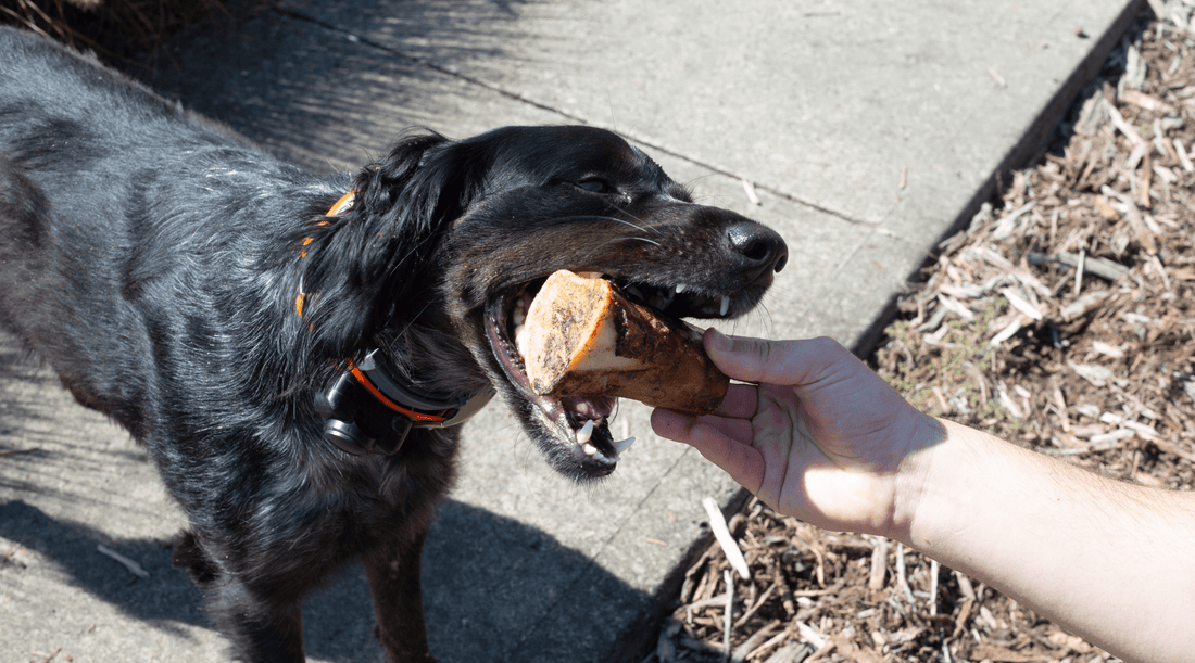 Are Filled Bones Safe for Dogs? A Chew Worth Talking About - K9 Connoisseur