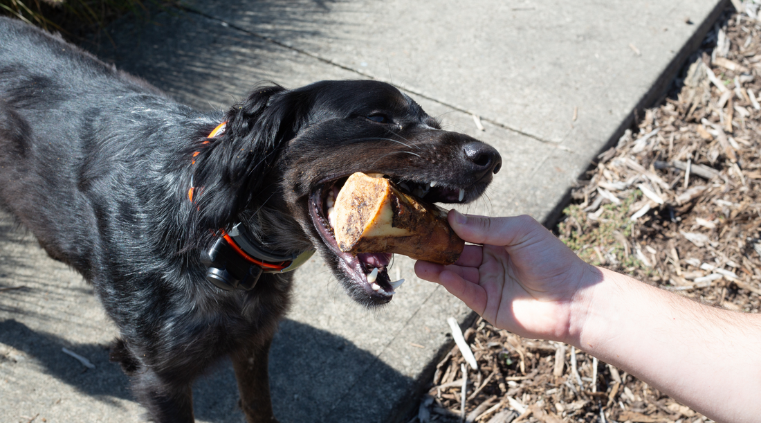 Are Filled Bones Safe for Dogs? A Chew Worth Talking About