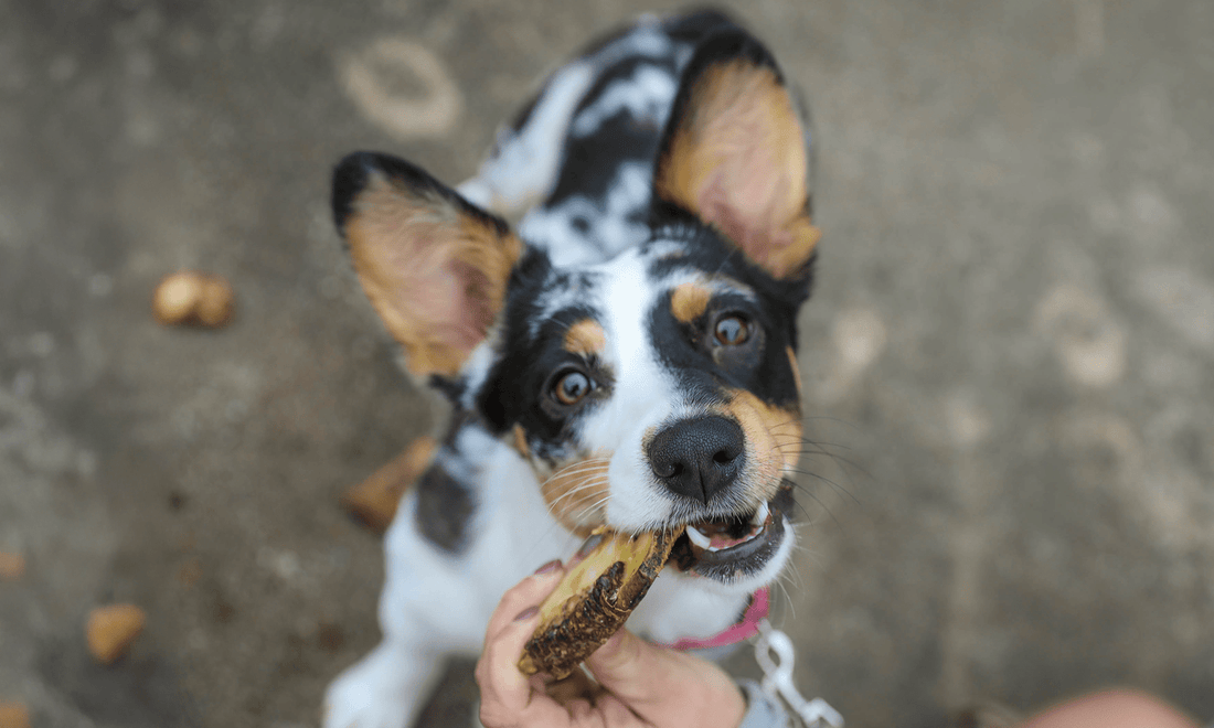 Are Marrow Bones Okay for Puppies? Here’s the Triple Word Score! - K9 Connoisseur