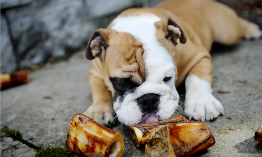 Are Marrow Bones Safe for Dogs? I Wish All My Friends Knew This