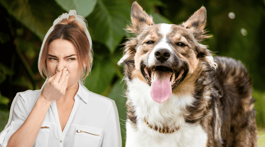 Dog Bad Breath: This Stinks! And How to Fix It - K9 Connoisseur