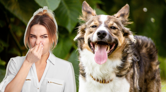 Dog Bad Breath: This Stinks! And How to Fix It