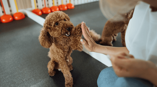 Basic Dog Training: The Morning Bruno Sat on My Foot Until I Caved - K9 Connoisseur