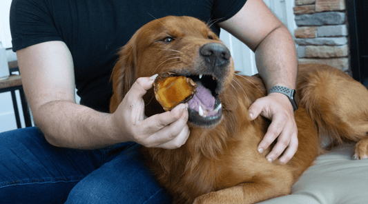 Beef Knee Caps for Dogs: Critics Ask Are They Worth the Chew? - K9 Connoisseur