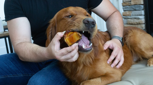 Beef Knee Caps for Dogs: Critics Ask Are They Worth the Chew?