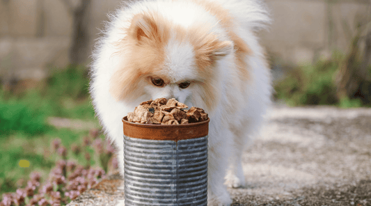 Beef Lung Bite Toppers: Perfect for Picky Dogs! - K9 Connoisseur