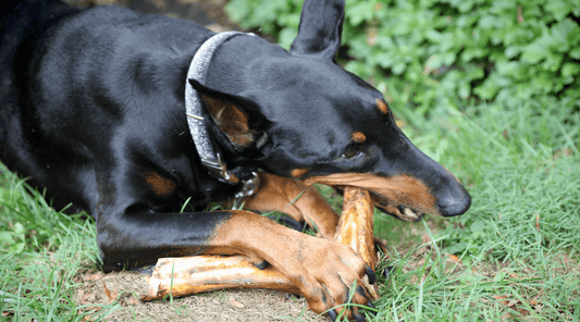 The Best Large Dog Bones for Aggressive Chewers & Large Breeds - K9 Connoisseur