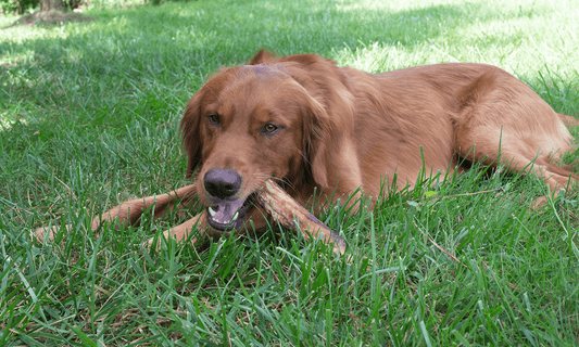 9 Benefits of Raw Marrow Bones for Dogs - K9 Connoisseur