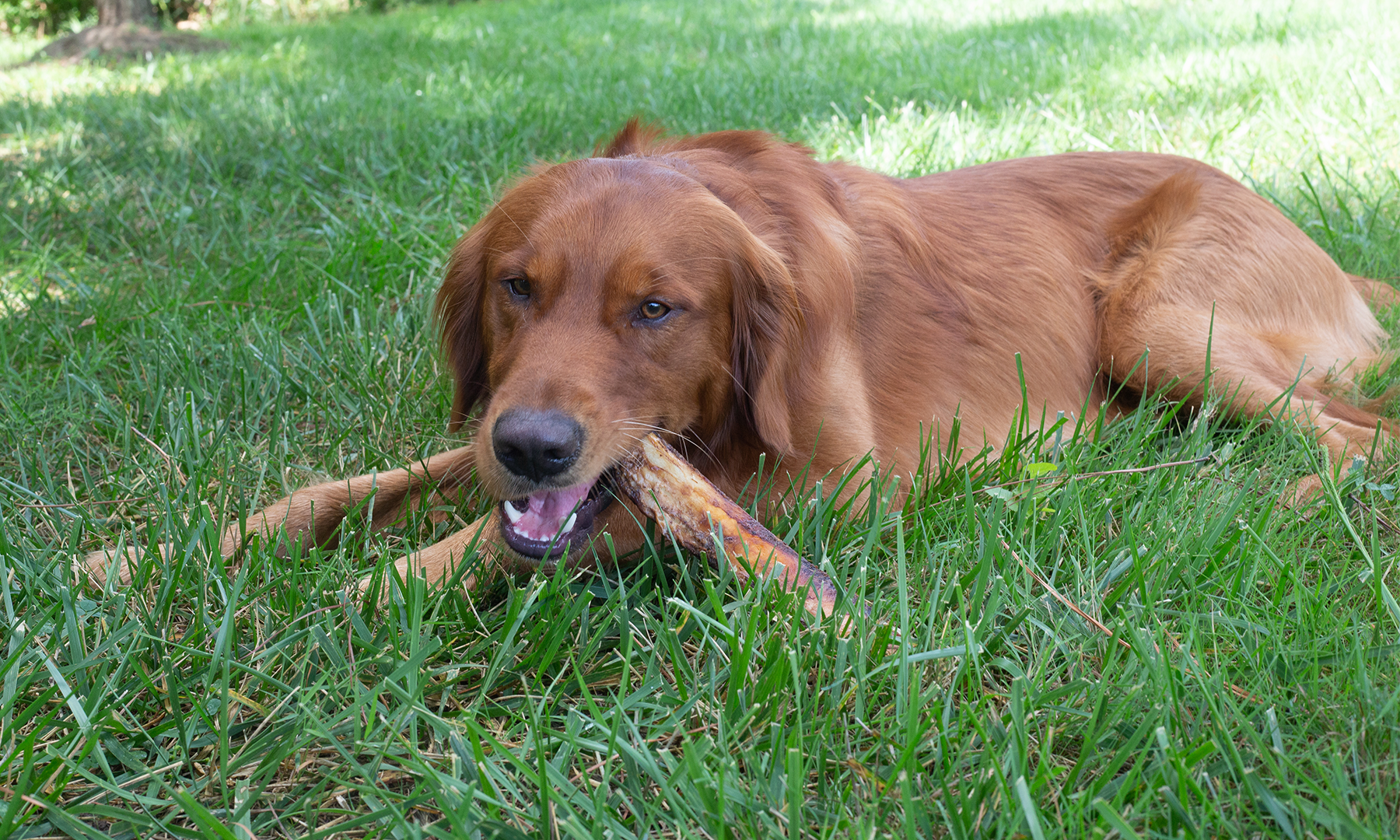 9 Benefits of Raw Marrow Bones for Dogs