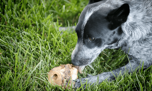 Best Animal Bones for Dogs - K9 Connoisseur