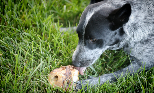 Best Animal Bones for Dogs