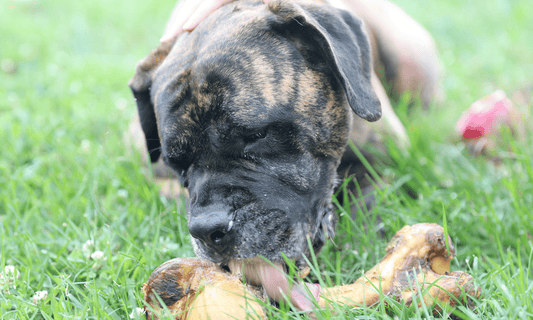 Best Bones for Big Dogs: Better, Stronger, Bigger Dog Bones - K9 Connoisseur