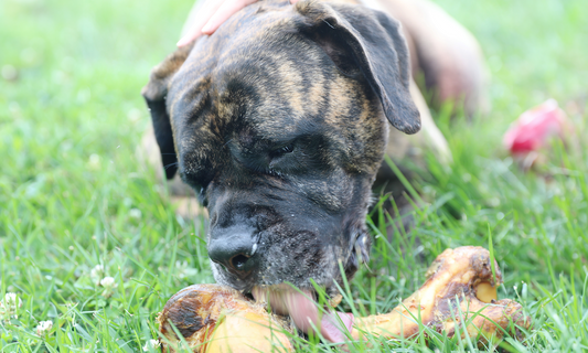 Best Bones for Big Dogs: Better, Stronger, Bigger Dog Bones