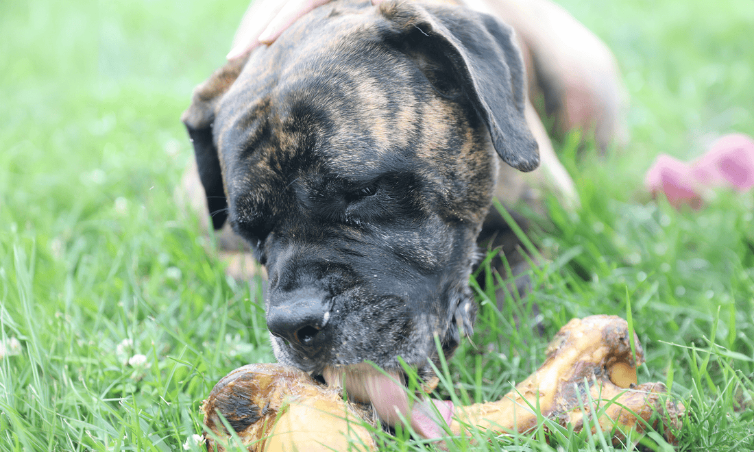 Best Dog Chews for Large Dogs (Surprise They're Bones) - K9 Connoisseur