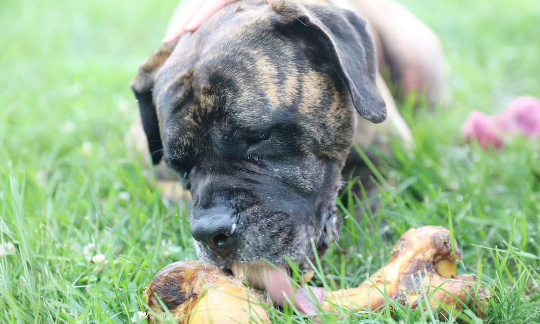 Best Dog Chews for Large Dogs (Surprise They're Bones)