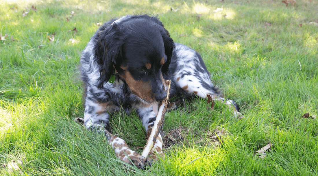 Best Natural Bones for Dogs: What I Give My Prize-Winning Pups - K9 Connoisseur