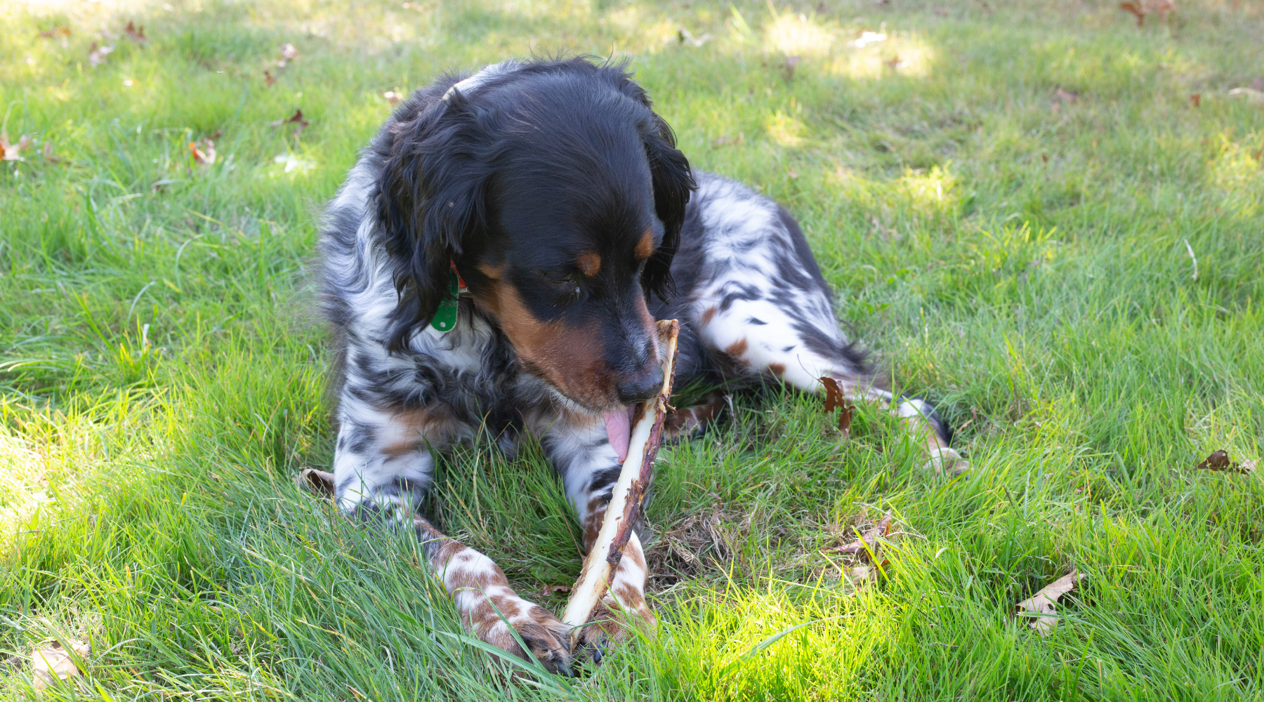 Best Natural Bones for Dogs: What I Give My Prize-Winning Pups