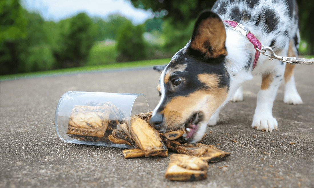 Best Natural Dog Bones for Puppies: Little Ollie's First Chew Bone - K9 Connoisseur