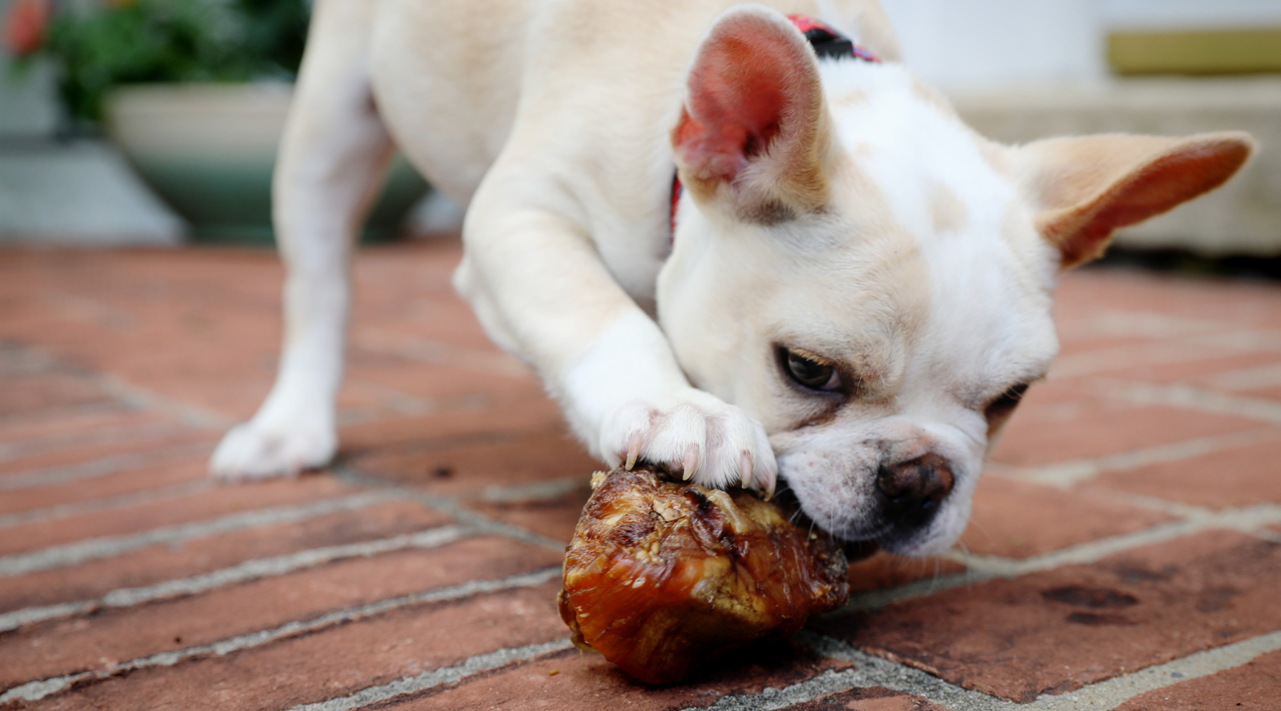 Best Natural Highly Digestible Bones for Dogs: The Dog Treat Bake Off