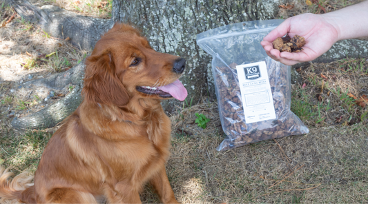 Best Training Treats for Dogs: My Secret to Well-Behaved Pups