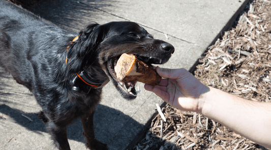 7 Bone Marrow for Dogs Benefits: Surprising Truth Buried Until Now - K9 Connoisseur