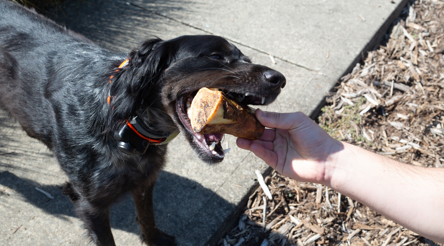 7 Bone Marrow for Dogs Benefits: Surprising Truth Buried Until Now