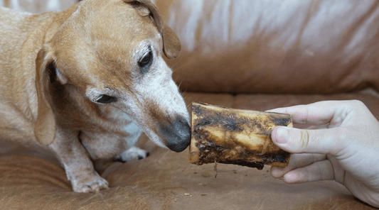 Bones for Older Dogs: A Guide to Senior-Friendly Chews - K9 Connoisseur