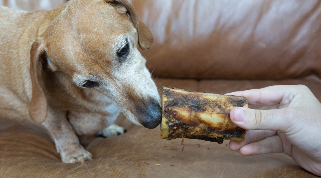 Bones for Older Dogs: A Guide to Senior-Friendly Chews