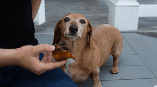 Can Beef Bones Cause Diarrhea in Dogs? - K9 Connoisseur