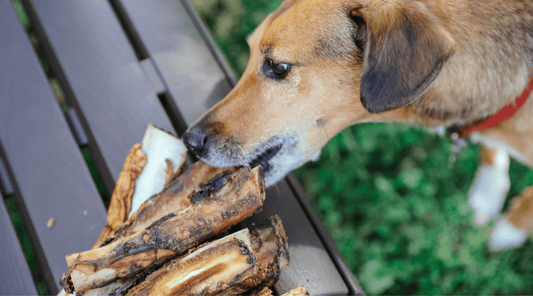 Can Dogs Have Rib Bones? Chew or Chew Not—That is the Question! - K9 Connoisseur