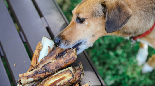 Can Dogs Have Rib Bones? Chew or Chew Not—That is the Question!