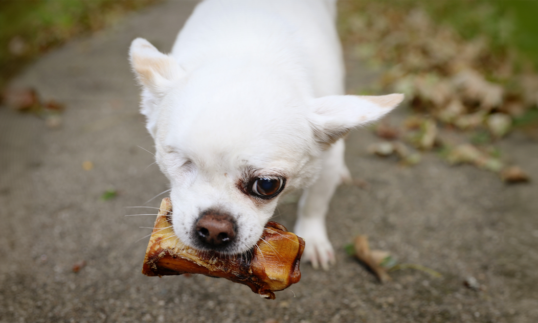 Can Dogs Digest Bones? More Than a Dog Toy