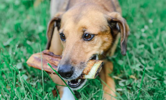 Can Dogs Eat Real Bones? Training Class Debate Turns Quickly