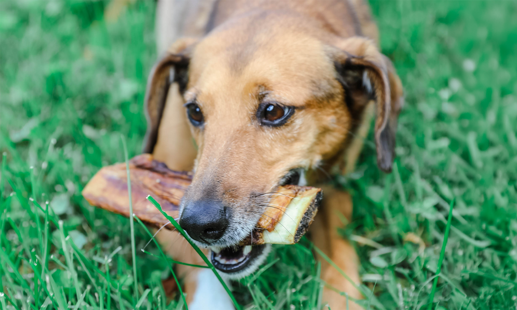 Can Dogs Eat Real Bones? Training Class Debate Turns Quickly