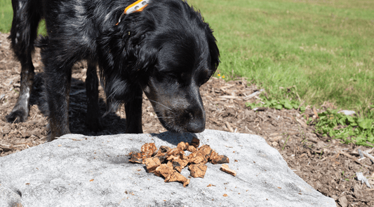 Can Dogs Have Too Much Protein? From Just Enough to Optimal Health - K9 Connoisseur