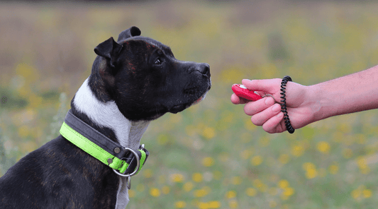 Clicker Training for Dogs: Could It Be Better than Dog Treats? - K9 Connoisseur