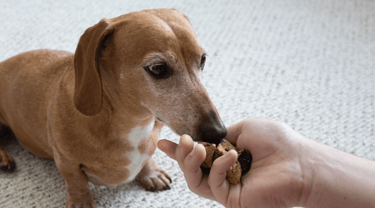 Collagen for Your Canine: Boost Dog Health with Lung Bite Treats! - K9 Connoisseur