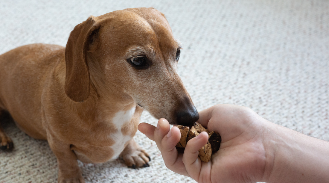 Collagen for Your Canine: Boost Dog Health with Lung Bite Treats!