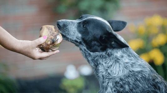 Cow Knuckle Bones for Dogs: A Royal Dog Treat for My Pups - K9 Connoisseur