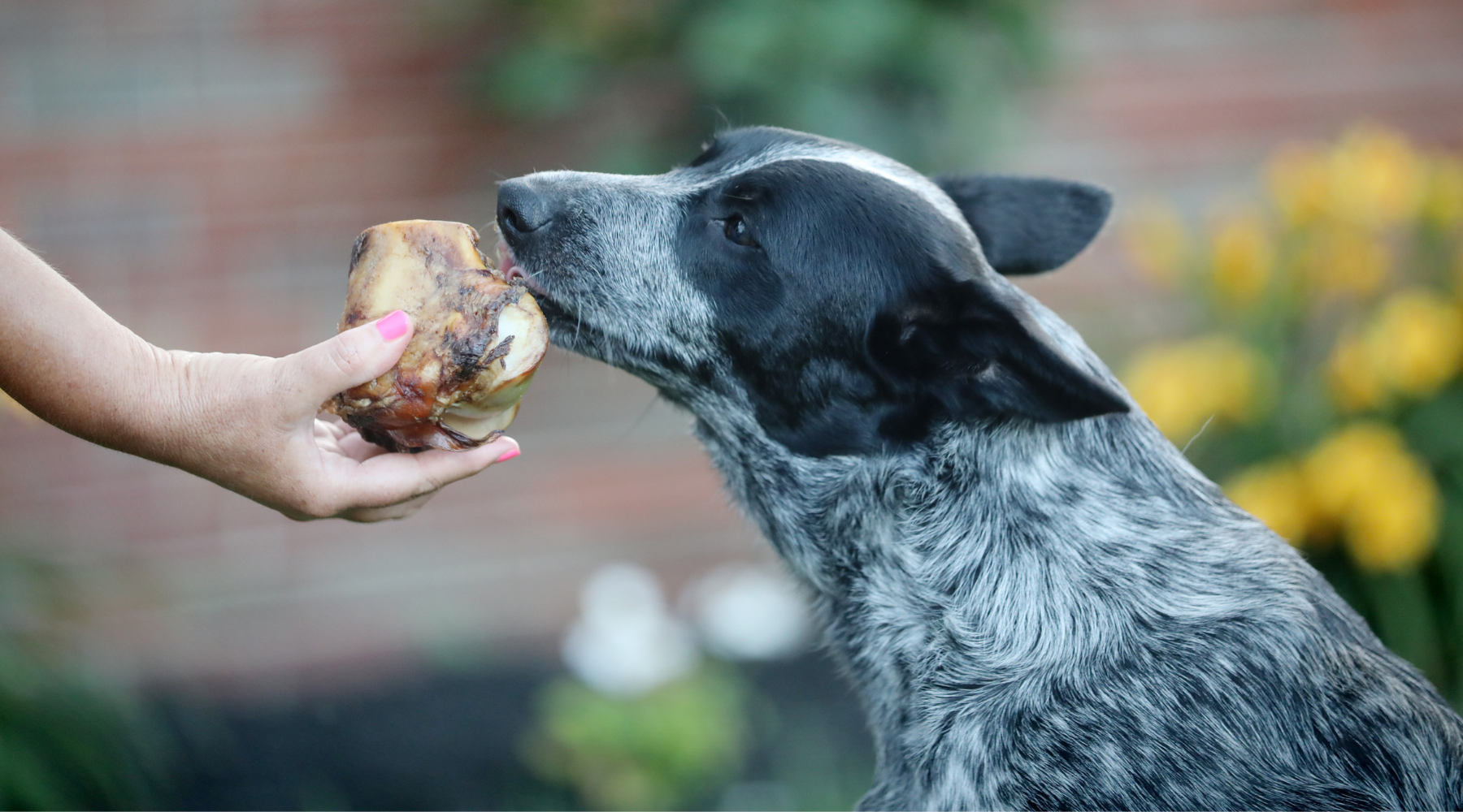 Cow Knuckle Bones for Dogs: A Royal Dog Treat for My Pups