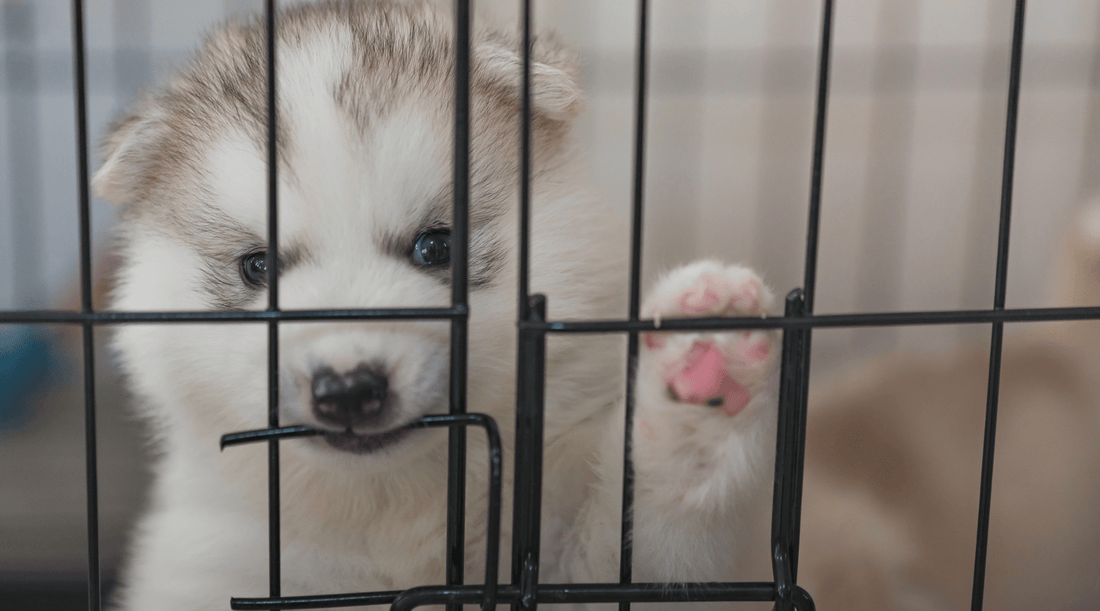 Crate Training a Puppy: The Tale of Tiny and the Cozy Crate - K9 Connoisseur