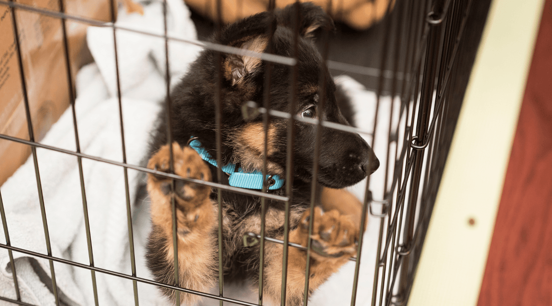 Crate Training for Puppies: The Day I Met a Houdini Pup - K9 Connoisseur