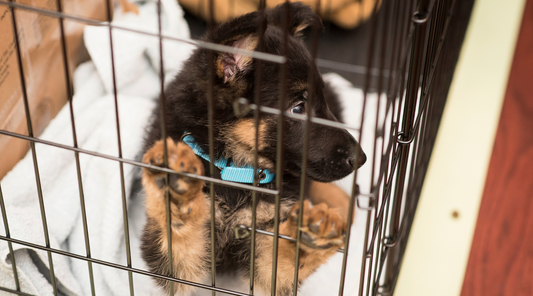 Crate Training for Puppies: The Day I Met a Houdini Pup