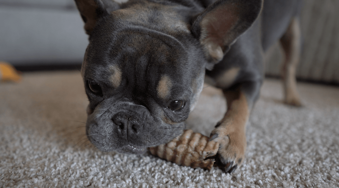 Dental Care for Dogs: Why Chewing Is Key - K9 Connoisseur