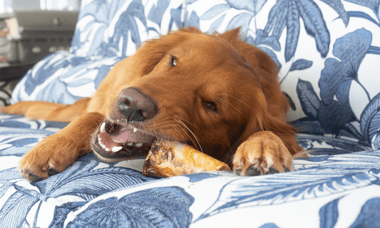 Do Natural Bones Hurt My Dog’s Mouth? When Helpful Turns to Harm - K9 Connoisseur