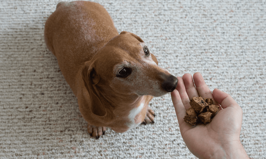 Do Beef Lung Dog Treats Smell? From Ick to Appreciation - K9 Connoisseur