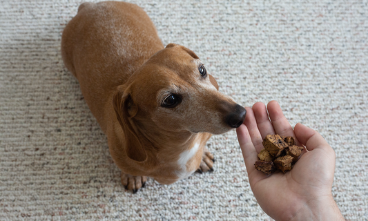 Do Beef Lung Dog Treats Smell? From Ick to Appreciation