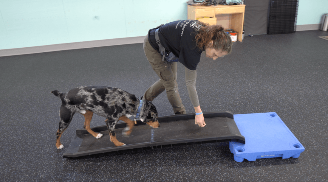 Dog Agility Training: How to Build Dog Obstacle Course - K9 Connoisseur