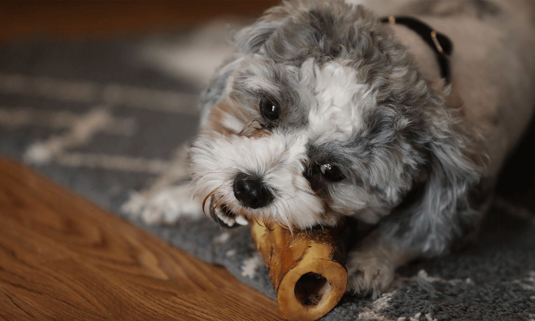 Biting Off More Than They Can Chew: Dog Bones and Dental Damage - K9 Connoisseur